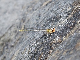 蜻蜓白,豆娘,岩
