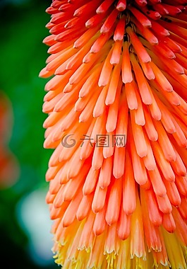 火炬百合,火箭花,在玻璃下 asphodelus