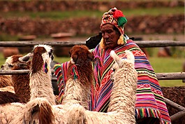 秘鲁,美洲驼,动物