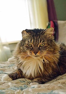 梅西,猫,卧室