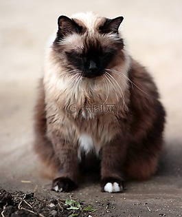 猫,暹,胖