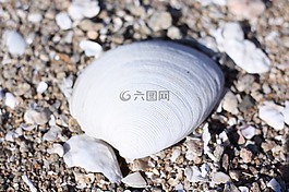 海,蛤,剥皮