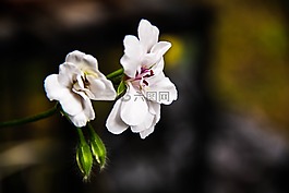 鲜花,白,natura