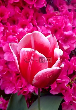 郁金香,热粉色,花瓣