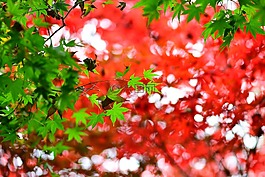 楓葉,紅楓,台彎
