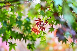 楓葉,紅楓,台彎