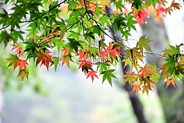 楓葉,紅楓,台彎
