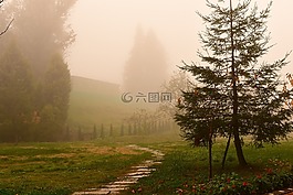楓葉,紅楓,台彎