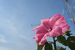 花卉,天空,粉色