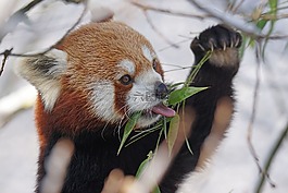 可爱,熊猫,冬天