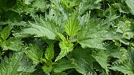 brennessel,野草,草药