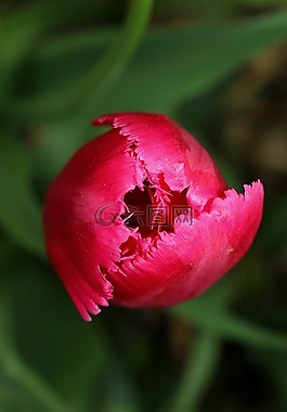郁金香,花,粉色