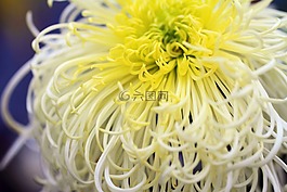 菊花,黄,白