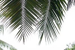 棕榈树,椰子树,棕榈叶