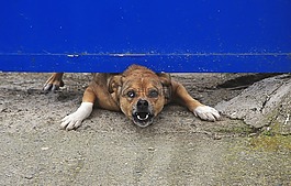 狗,动物,犬科动物