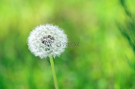 春天,鲜花,春天的花朵