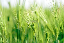 自然,植物,绿色