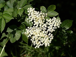 接骨木花,開花,白