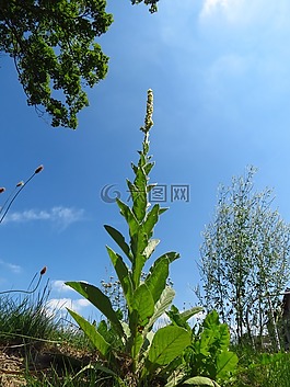 常见的毛蕊花,伟大的毛蕊花,mullein