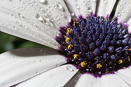 宏,osteospermum ecklonis,开普篮