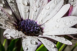 osteospermum ecklonis,开普篮,雨