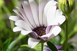 宏,osteospermum ecklonis,开普篮