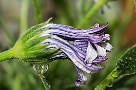 宏,osteospermum ecklonis,开普篮