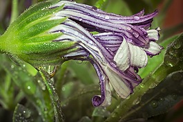 宏,osteospermum ecklonis,开普篮