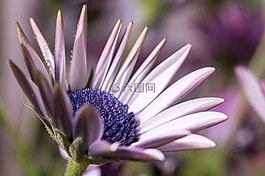 宏,osteospermum ecklonis,开普篮
