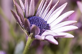 宏,osteospermum ecklonis,开普篮