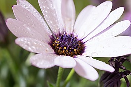 宏,osteospermum ecklonis,开普篮