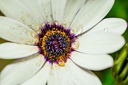 宏,osteospermum ecklonis,开普篮