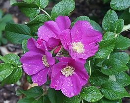 玫瑰,藿香玫瑰,雨湿
