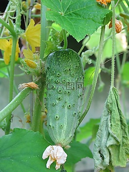 蔬菜,小黄瓜,新鲜