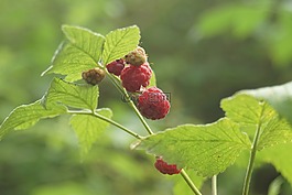 树莓,布什,水果