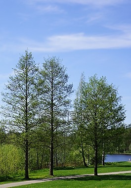 芬兰,景观,落叶乔木