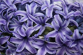 风信子,mov,花卉