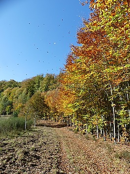 金,10 月,在森林里