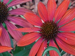 coneflower,锥,花