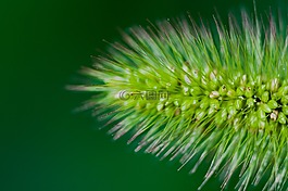 猫筋急转弯,植物,绿色