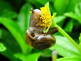 蜗牛,花,蜗牛吃