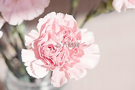 香石竹,花,开花
