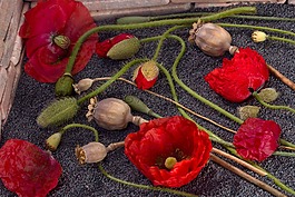 罂粟,罂粟胶囊,罂粟种子