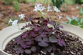紫色的花朵,oxalia,白色的花