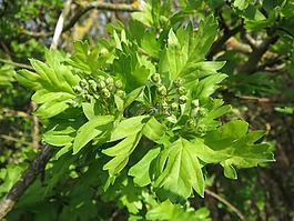 山楂monogyna,常见的山楂,单山楂种子