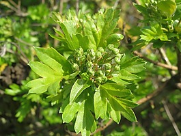 山楂monogyna,常见的山楂,单山楂种子