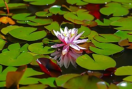 睡莲,花,湖