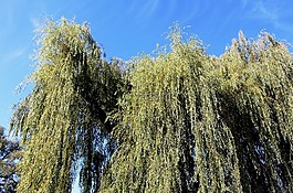 性质,树木,垂柳