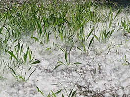 杨 x 枝,种子,杨树毛