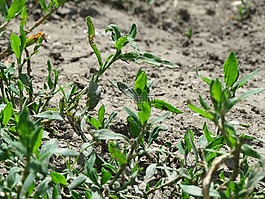 萹蓄,常见knotgrass,birdweed